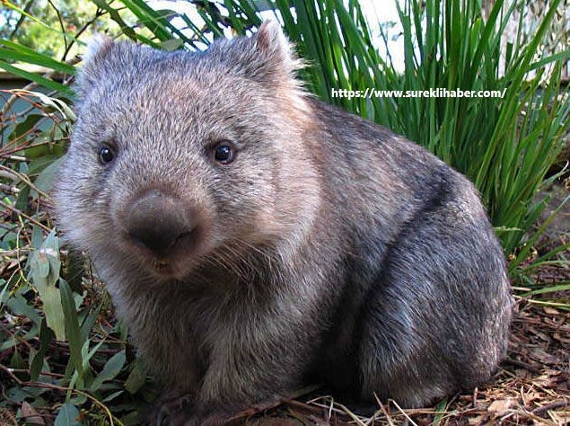 Fakta Wombat Hewan Asal Australia Yang Lucu