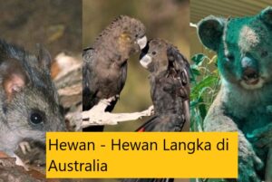 Hewan – Hewan Langka di Australia